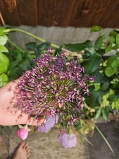 Allium cherry big for sale  LEICESTER