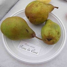Poirier ancien poire d'occasion  Pouzauges