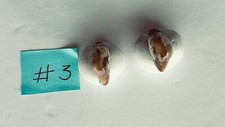 Cow elk ivory for sale  Jerome