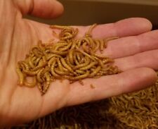 5000 medium mealworms for sale  Ashland