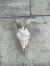 Real goat skull for sale  CONSETT