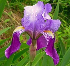 Iris germanica usato  Italia
