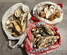 Muschelsammlung seemuscheln st gebraucht kaufen  Königsbrunn