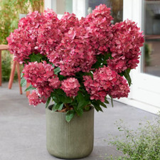 Hydrangea paniculata petite for sale  UK