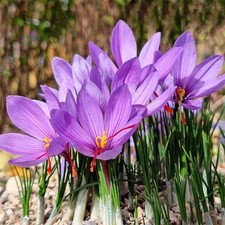 Saffron sativus crocus for sale  Bronx