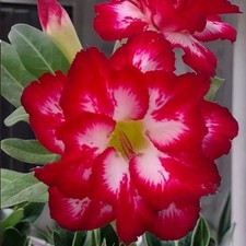 Graines adenium obesum d'occasion  Suresnes