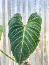 Philodendron splendid hybrid for sale  Homestead