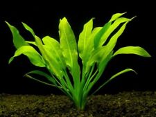 large live aquarium plants for sale large live aquarium plants for sale STEVENAGE
