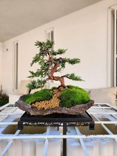 Bonsai ginepro kishu usato Bonsai ginepro kishu usato  Catanzaro