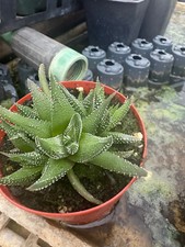 zebra plants for sale zebra plants for sale Crosby
