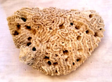 Large natural brain for sale  Knox
