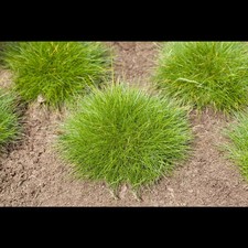 Festuca gautieri bärenfell gebraucht kaufen  Deutschland