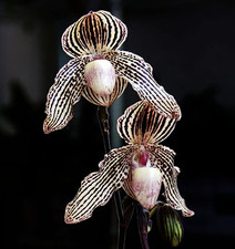 Rare paphiopedilum god for sale  LONDON