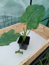 Zantedeschia hercules 9cm for sale Zantedeschia hercules 9cm for sale  ACCRINGTON