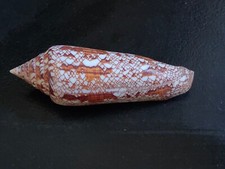 Conchiglia shell conus usato  Piombino