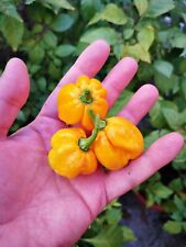 Semi scorpion yellow usato  Valva
