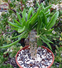 Tylecodon grandiflora plante d'occasion  Servian