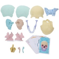 Cranio umano anatomia usato Cranio umano anatomia usato  Spedire a Italy