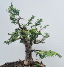 Hinoki cypress bonsai for sale  Malvern