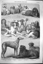 Old antique print for sale  UK