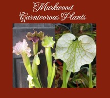 Sarracenia complex hybrid for sale  USA