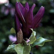 Magnolia black beauty for sale Magnolia black beauty for sale  PETERBOROUGH