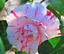 Peppermint camellia japonica for sale  Pelzer