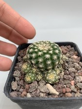 discocactus usato  Monterosso Almo
