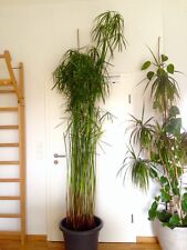 Riesen wasserpalme cyperus gebraucht kaufen  Würzburg