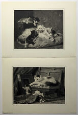 Mother kittens set for sale  STOURPORT-ON-SEVERN