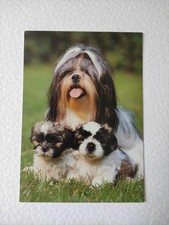 Shih tzu hündin gebraucht kaufen  Borna