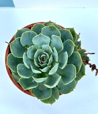 Echeveria secunda glauca usato  Milazzo