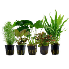 Pflanzen set mittelgrund gebraucht kaufen  Worms