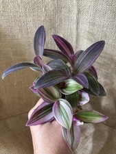 tradescantia plant nanouk for sale  HARPENDEN
