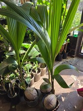 Coconut plant cocos for sale Coconut plant cocos for sale  WEMBLEY