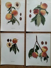 Lithos pomologie grand d'occasion  Metz-