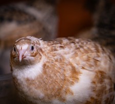 Quail coturnix eggs for sale  CAMBERLEY