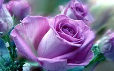 Light purple rose for sale  Wilmington