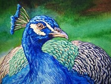 Watercolor painting peacock for sale  USA