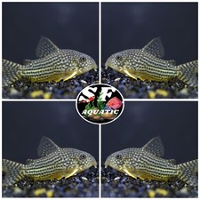 Sterbai cory corydoras for sale  Walnut Creek