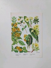 Cowslip primrose wildflowers for sale  BIRKENHEAD
