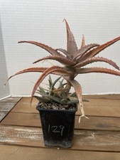 large succulent plants for sale  San Antonio