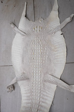 White genuine crocodile for sale  USA