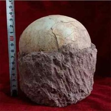 Segnosaur dinosaur egg d'occasion  Expédié en Belgium