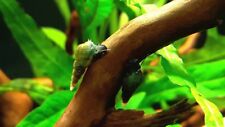 Lumaca lumache acquario usato  Chieti