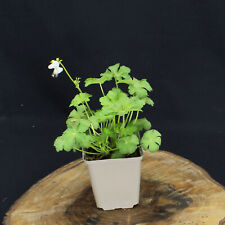 Storchschnabel geranium macr gebraucht kaufen  Mönchengladbach