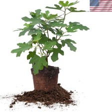 Live fig tree for sale  Laredo