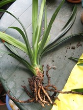 Clivia ableger rot gebraucht kaufen  Nidderau