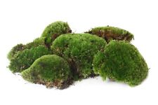Bollenmoos kugelmoos lebend gebraucht kaufen  Sauerlach