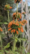 Wild dagga orecchio usato Wild dagga orecchio usato  Spedire a Italy